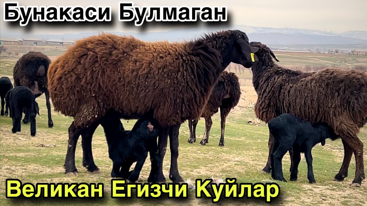 130 Бош Егизчи Куйлар! ☎️+998 95 222 1248 ☎️+998 94 937 1248