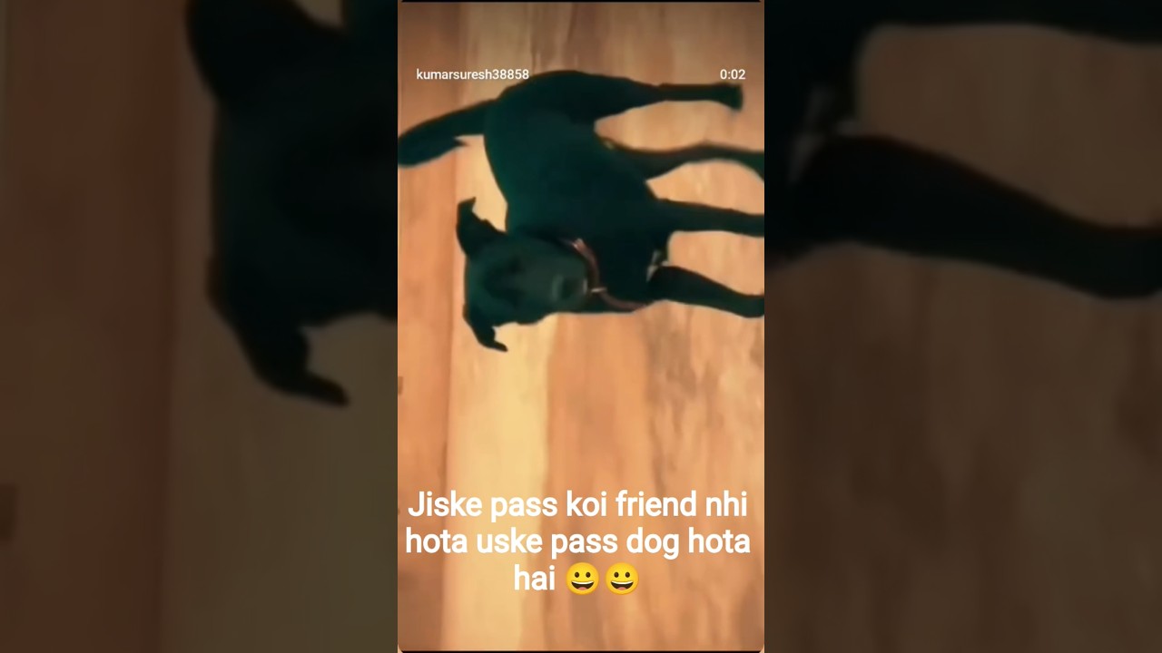 the cute labrador dog video 