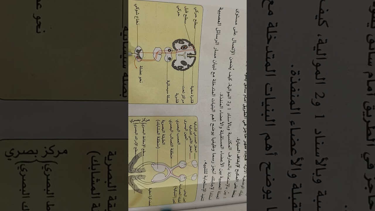 تمرين 1 في الاتصال العصبي.:حل تمرين الكتاب المدرسي ص 66 السنة الرابعة متوسط 