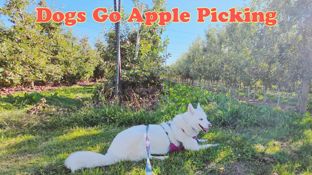 Dogs Go Apple Picking