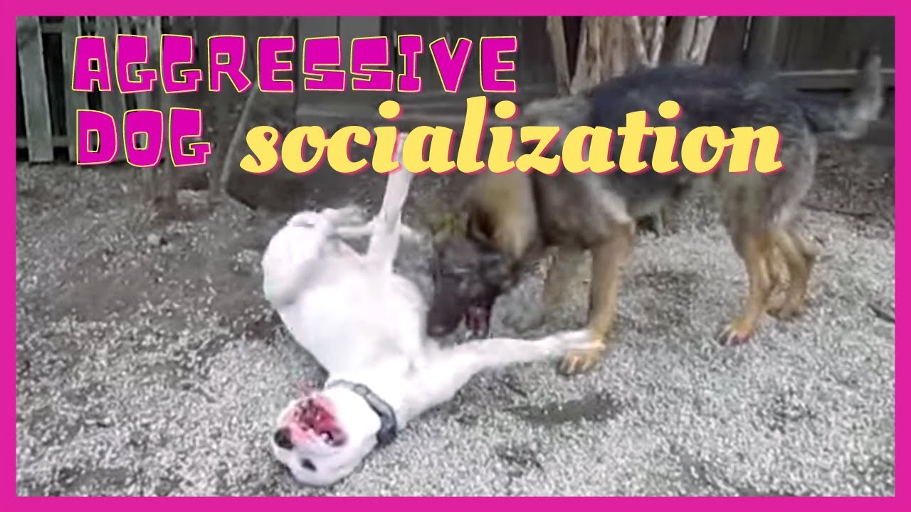 Aggressive dog socialization-Solid K9 Training