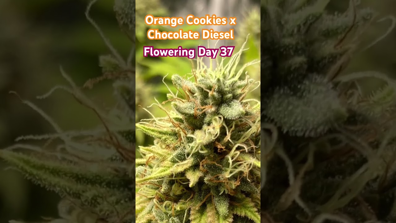 🌿 Flowering Day 37 - Orange Cookies x Chocolate Diesel Cannabis Strain - Medical Marijuana 🌸