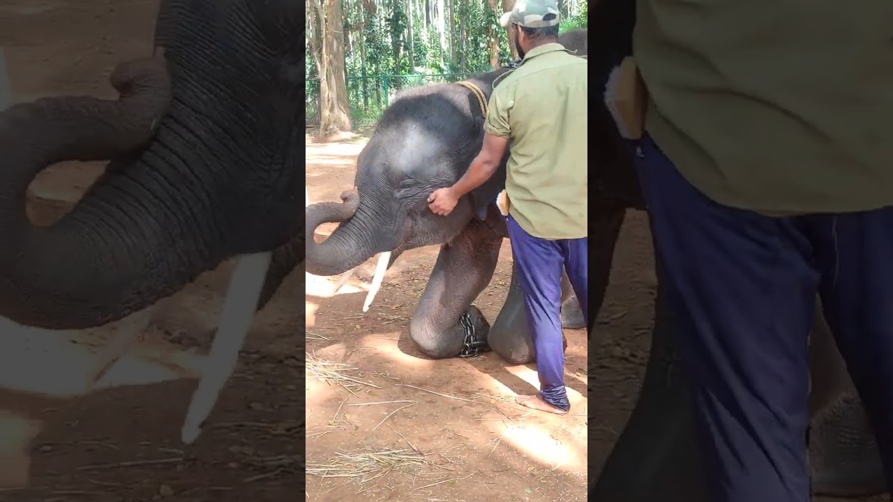 Elephant 🐘#Sakkarebailu-Shivsmogga
