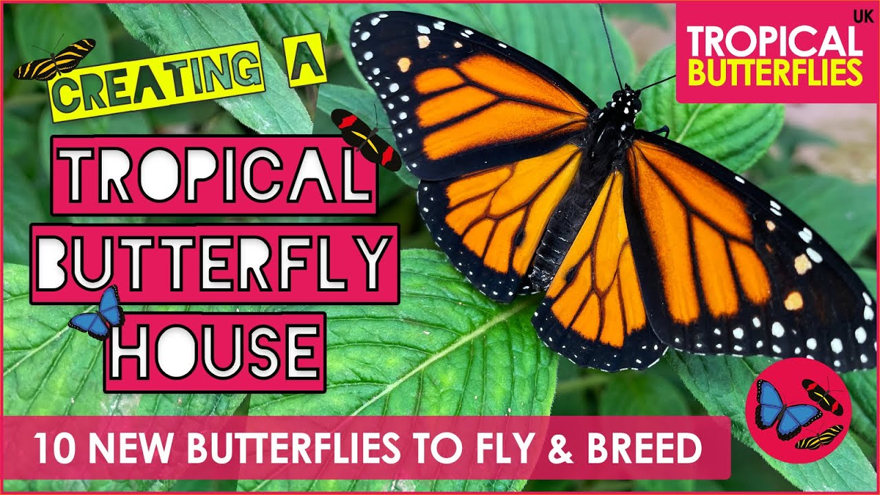 10 НОВЫХ бабочек для полета и размножения — Tropical Butterflies UK