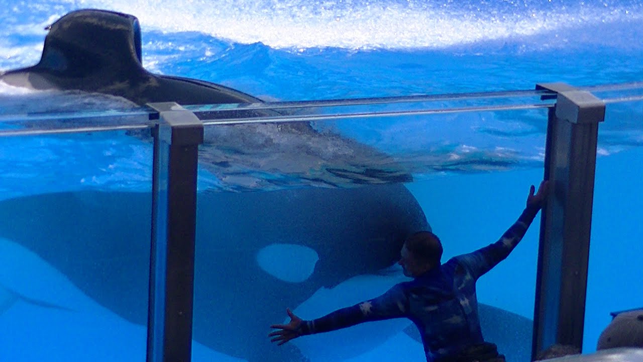 Tilikum Hugs/Kiss Trainer (Full HD) August 18, 2015 - SeaWorld Orlando
