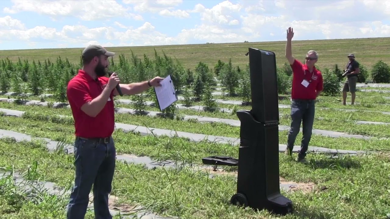 Diploid and triploid hemp varieties