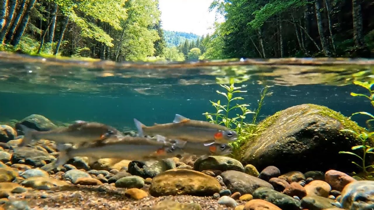 AMSR River Flowing Water Sounds with Gentle Birds Chirping, Calm Nature Ambience for Sleep