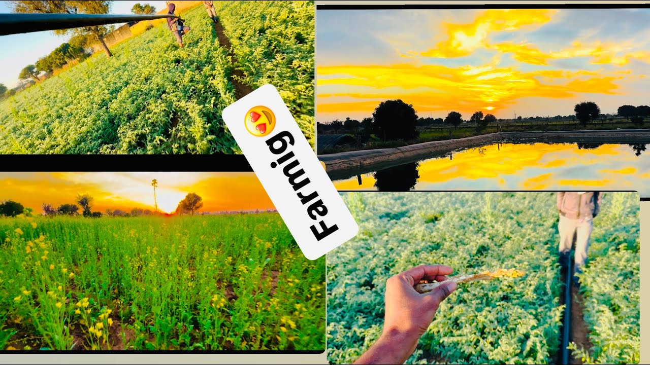 Farming life 😍🥰😍#trending #youtube #viral #volg #villagelife 