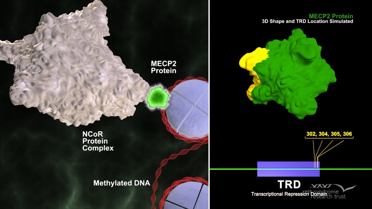 How Mutations in the MECP2 Gene Cause Rett Syndrome | Rett Syndrome Research Trust