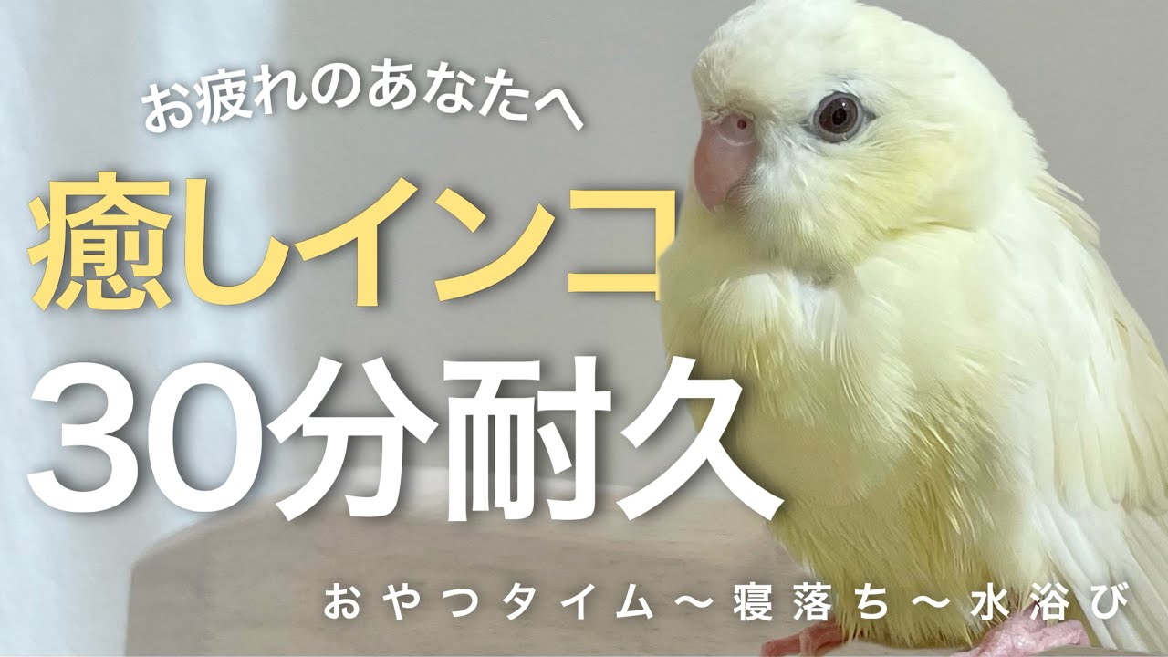 【癒し•睡眠用】ひよこみたいはインコ 30分耐久｜オルゴール付・途中広告なし【サザナミインコ】