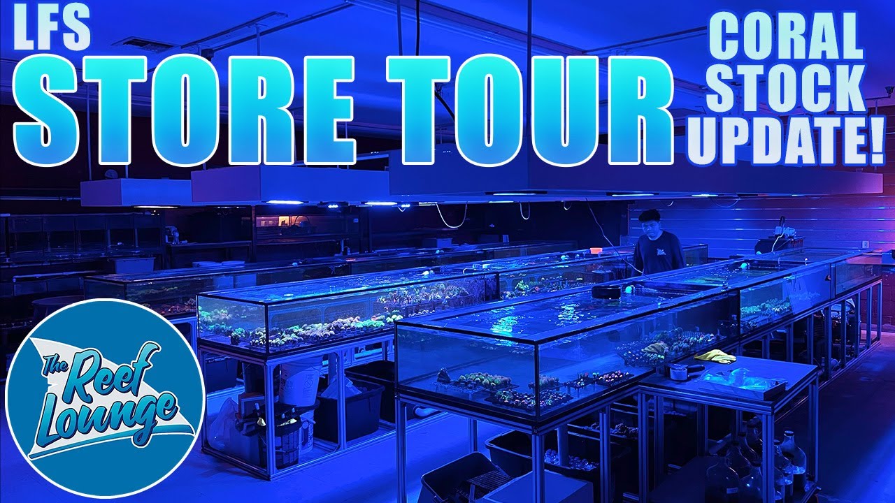 The REEF LOUNGE: Fish Store Tour / Update 7/24/24