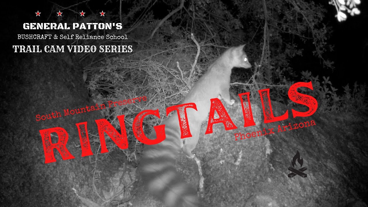 How To Identify Ringtails
