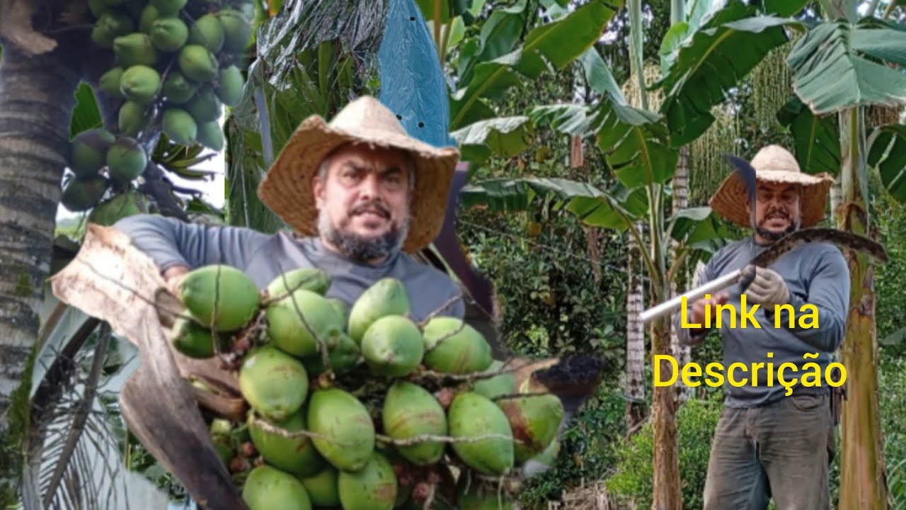 Porque os cachos de coco caíram, melhor banana da terra, sítio caipira do vale 