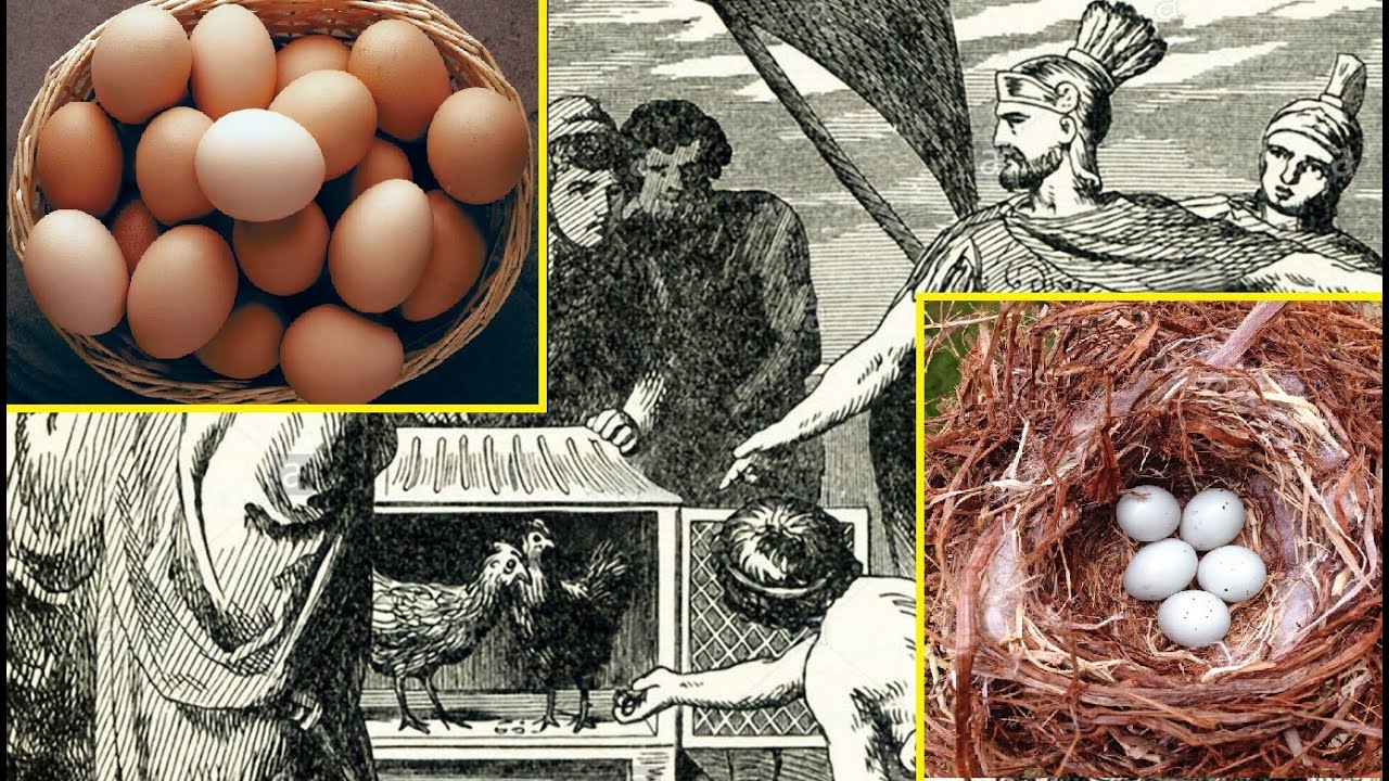 Eggs in the History of Human Diets and When to Eat Them
