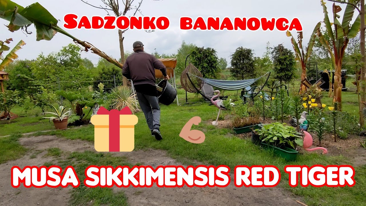 Banan musa sikkimensis red tiger. Sadzenie do gruntu 💪🌱✅  Ryby na stawie. CDN 👌🎣