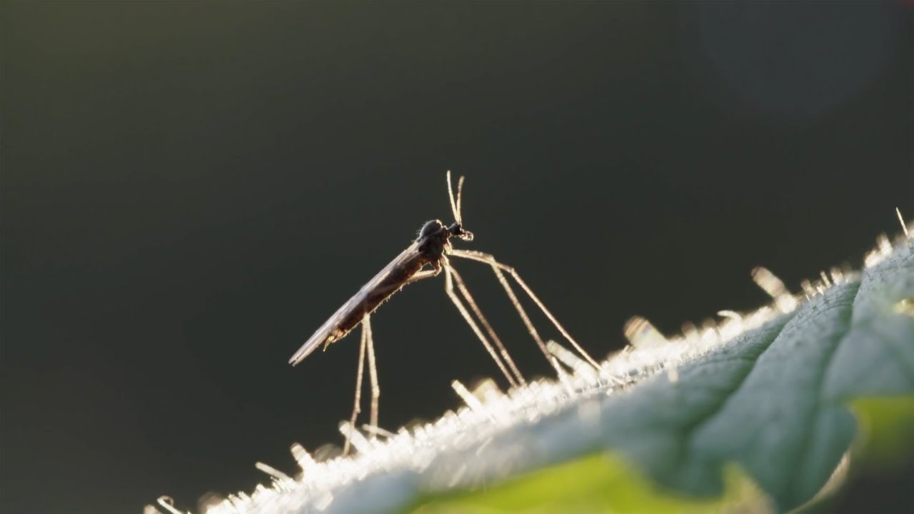 Why Mosquitoes Bite Us And Flowers Too