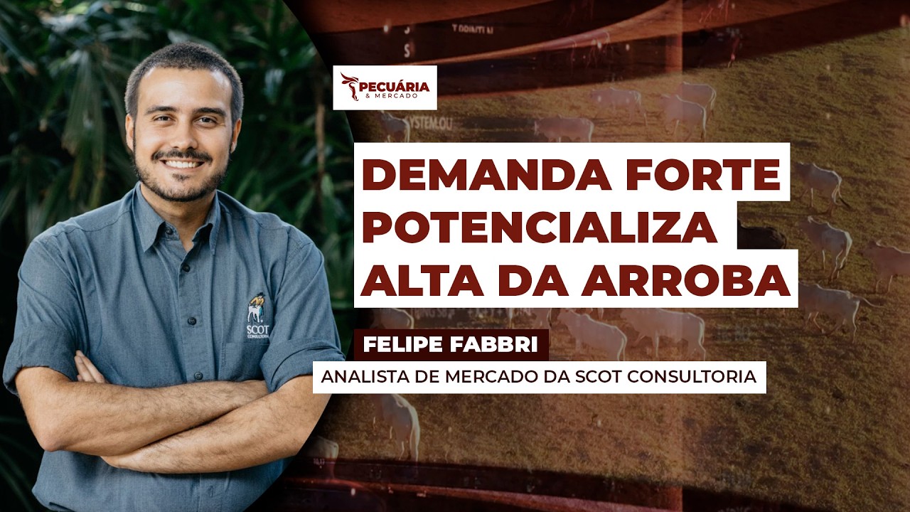 A força da demanda no movimento de alta da arroba e os cenários que podem influenciar...