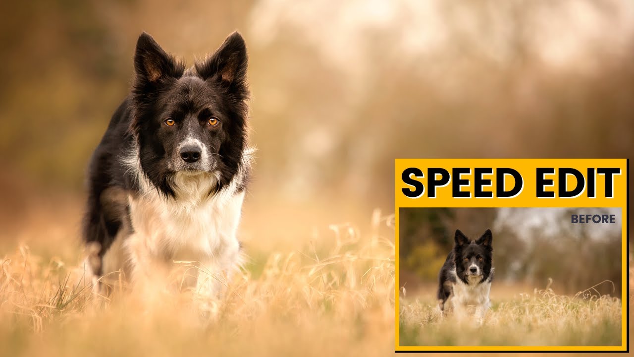 DOG PHOTOGRAPHY SPEEDEDIT - An intense Photoshop edit from 