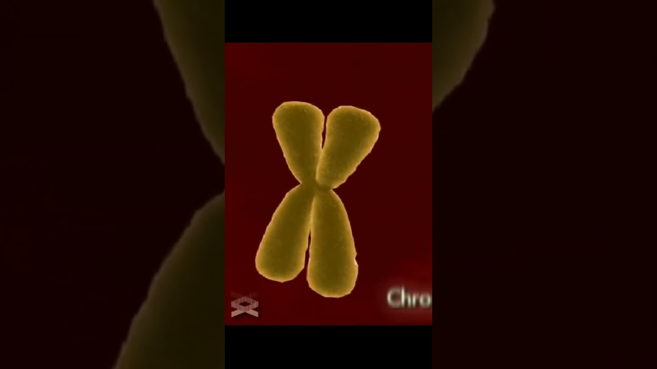 Czym są chromosomy? #shorts