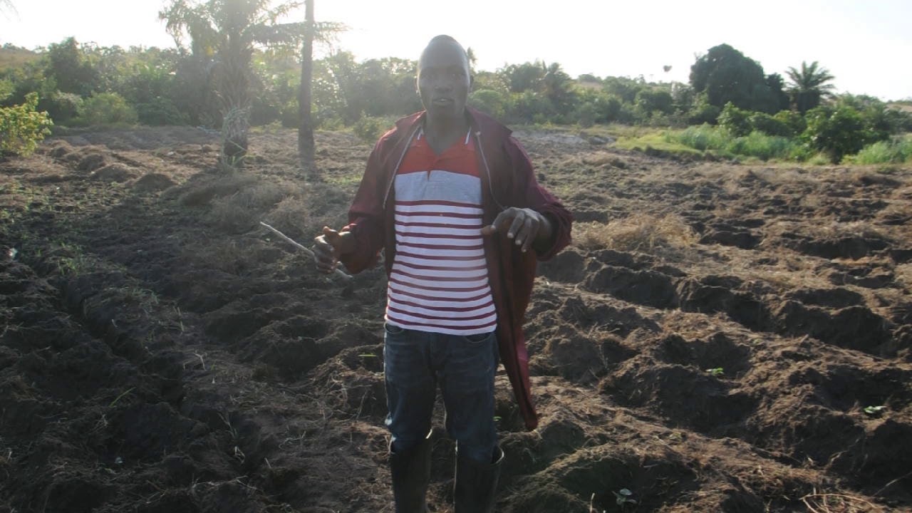 Kilimo cha matikiti stage 1 kigamboni kangeta kilimo