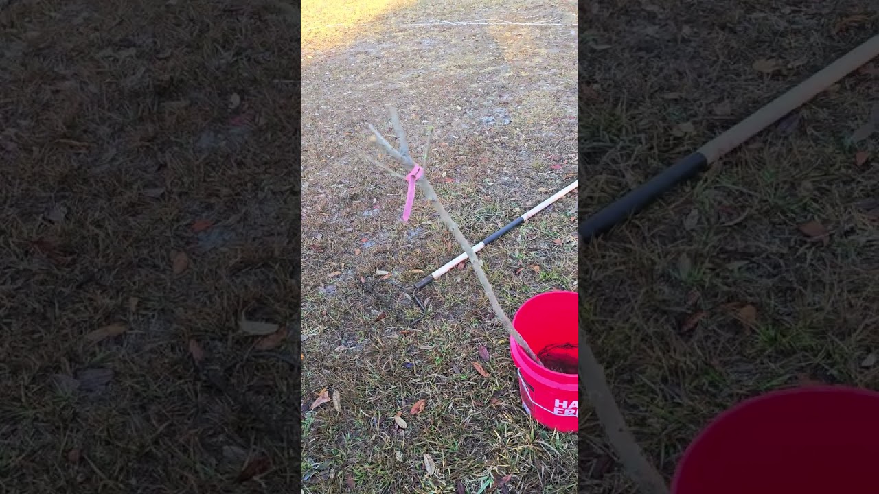 Low chill cherry tree