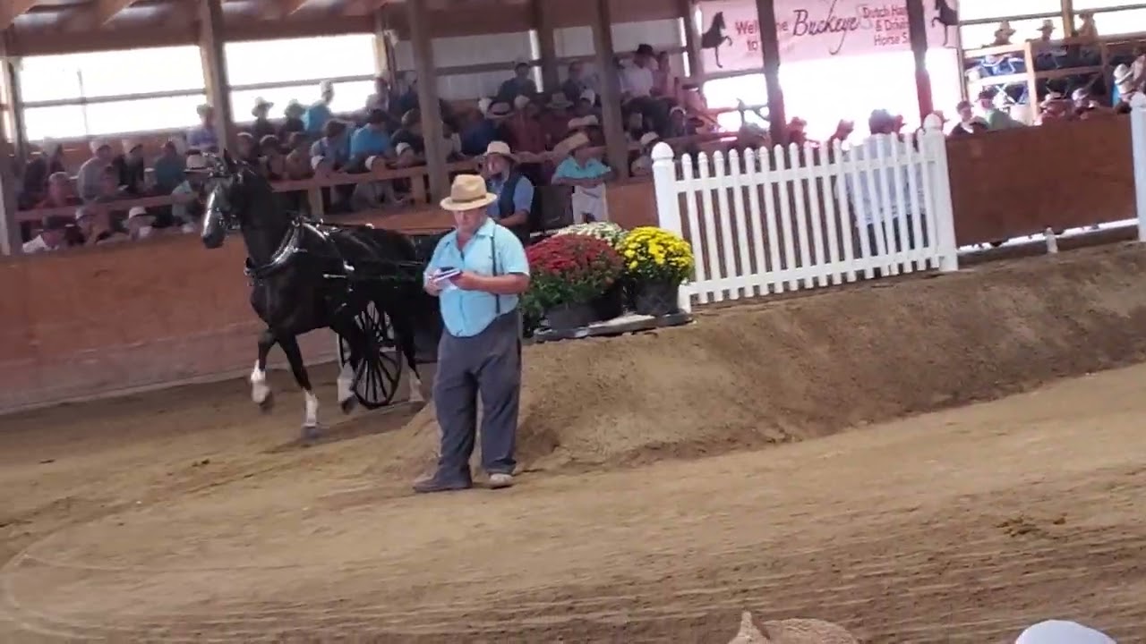 Buckeye Dutch Harness and Driving Horse sale