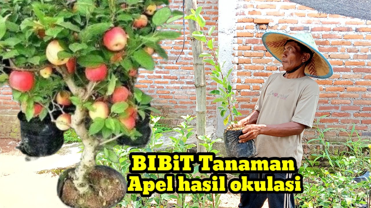 🔴Yang Butuh Apel Fuji Seperti Ini Sebenarnya ‼️