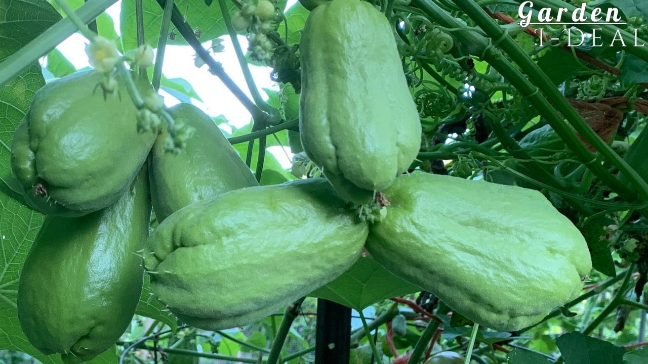 【佛手瓜】种植：施肥|防寒小贴士|后期管理| grow chayote tips