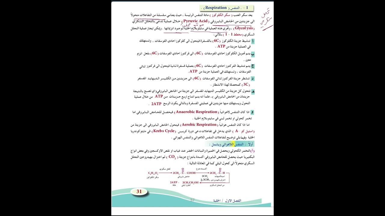 التنفس/ التحلل السكري م/١٨