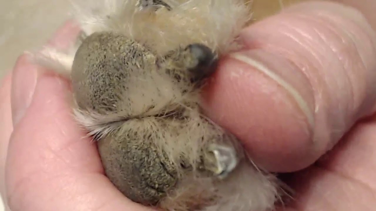 Woodruff Shelties Nail Trimming