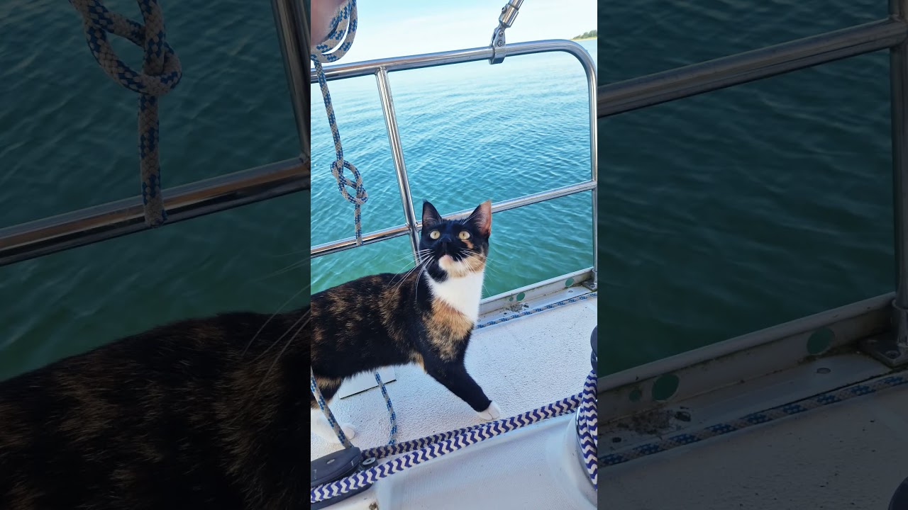 🐾 Sailing with Cats: Dream or Disaster? 🌊 #sailing #sailingadventures #travelvlog #cat #boat  #sail