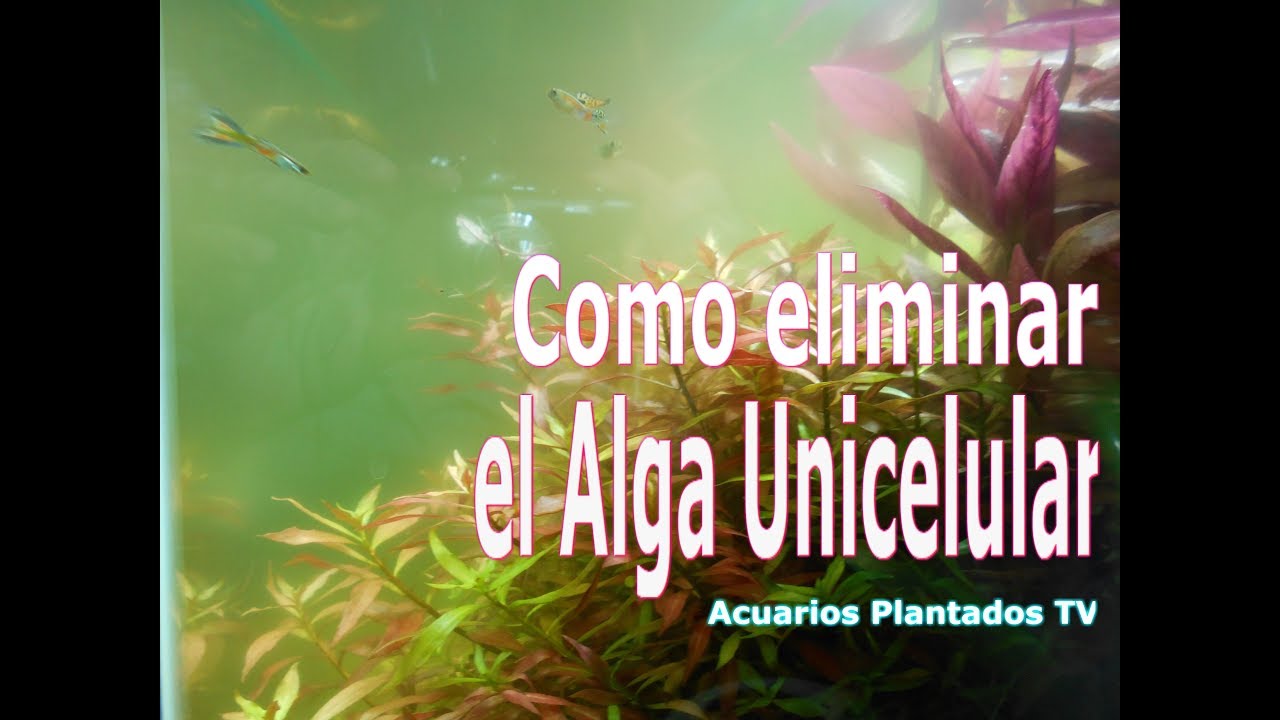 Como eliminar el Alga Unicelular