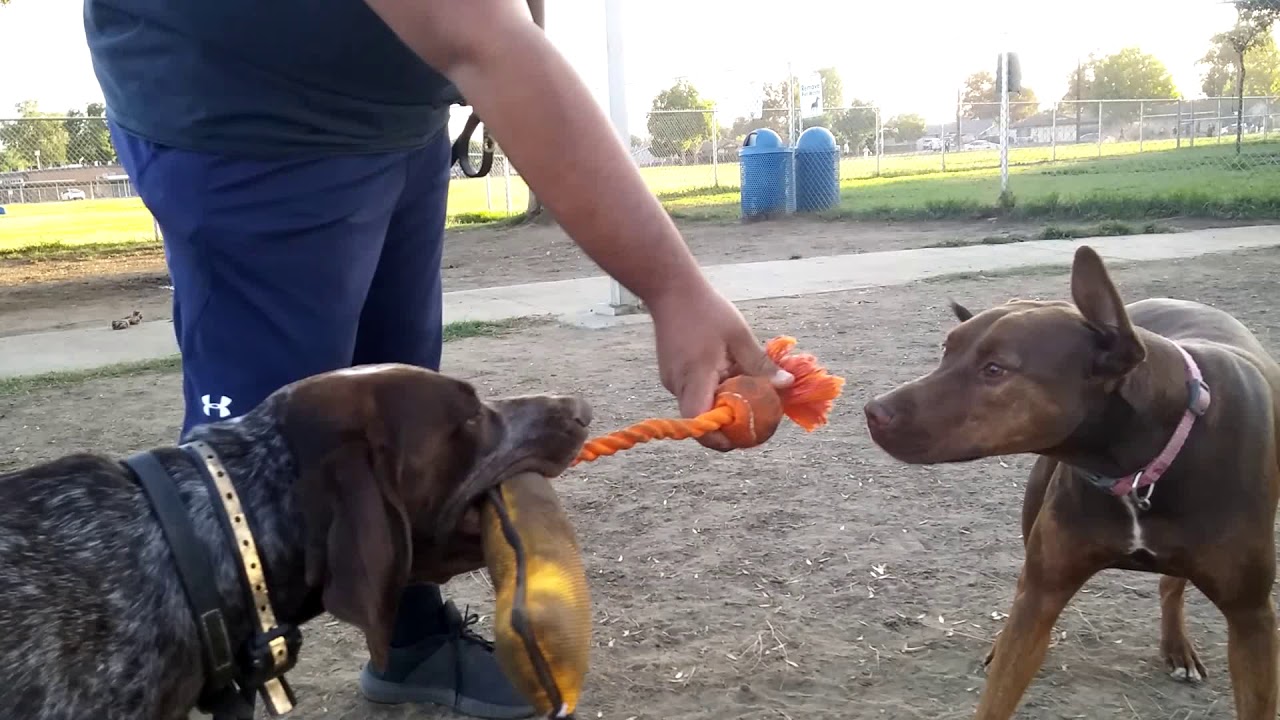 Unexpected Vicious Dog Park Attack