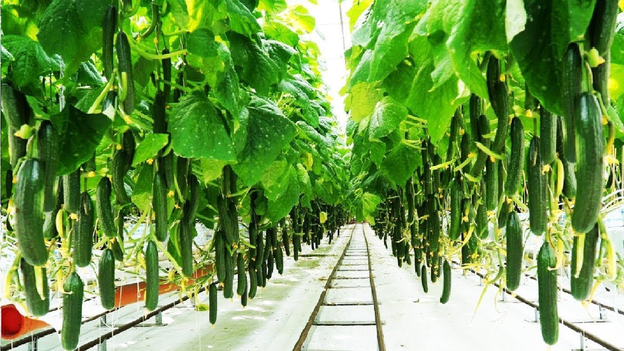 Awesome Greenhouse Cucumber Farm and Harvest - Vegetable Agriculture Technology in Greenhouse