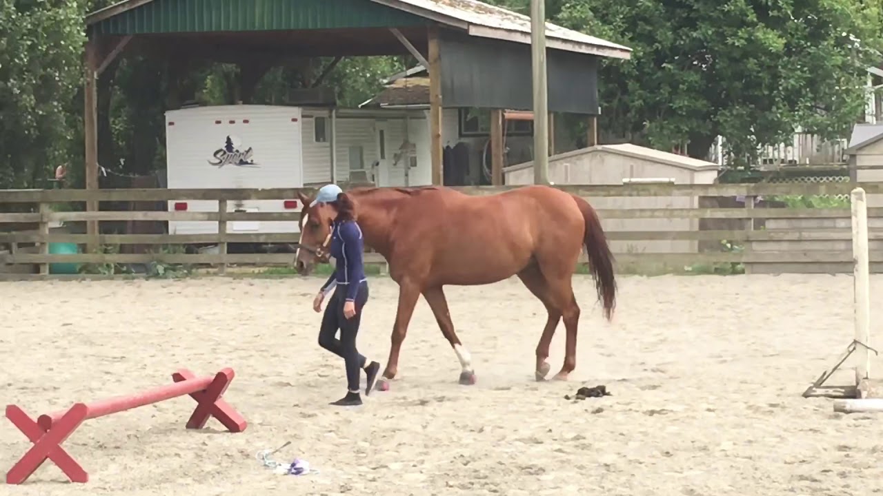 Basic Equine Liberty Training Only Using Scratches