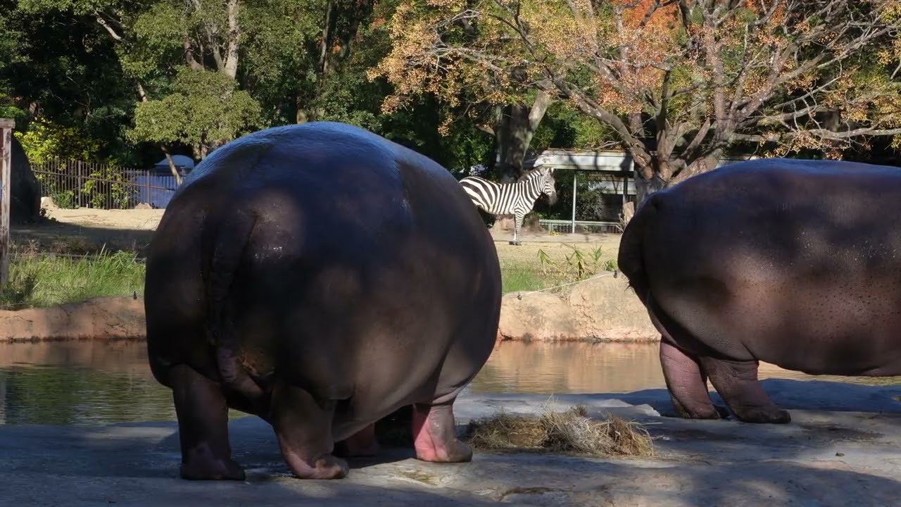 Zebra & Hippopotamus 20251129／Toyohashi Zoo & Botanical Park（non_hoi_park）／4K