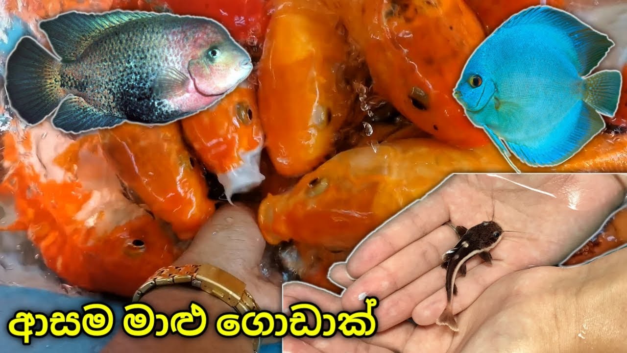 NEW Discus, Redtails & Cichlids! | ‍අලුත් රෙඩ්ටේල් පැටවු එක්ක ඩිස්කස් !!!