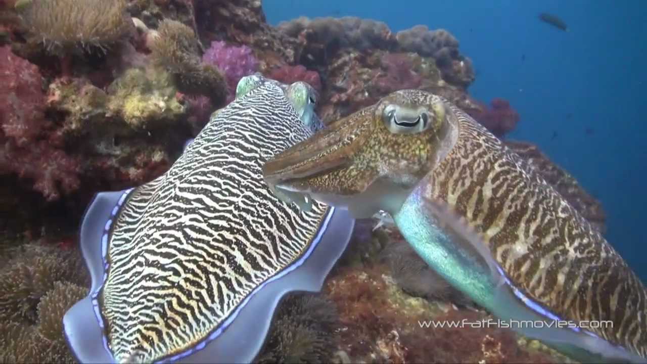 Scuba Diving in The Similan Islands, Koh Tachai and Richelieu Rock