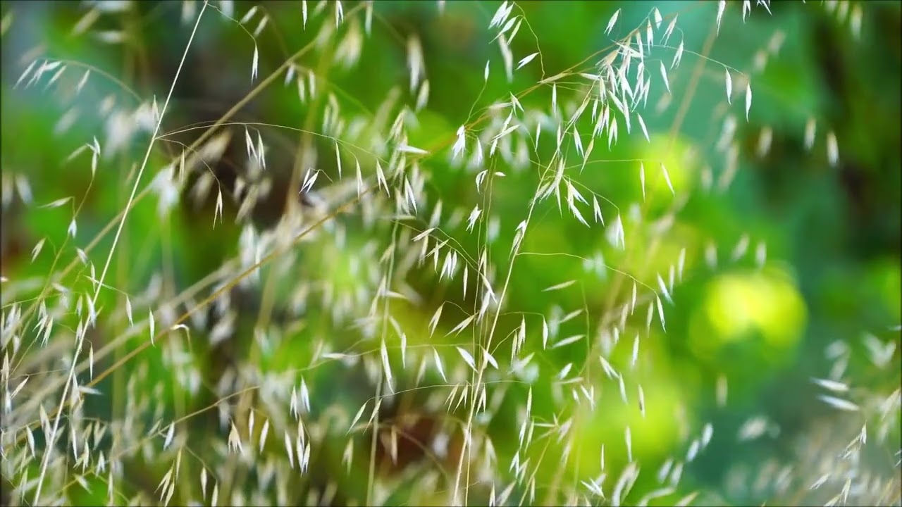 Summer Field (1 HOUR)
