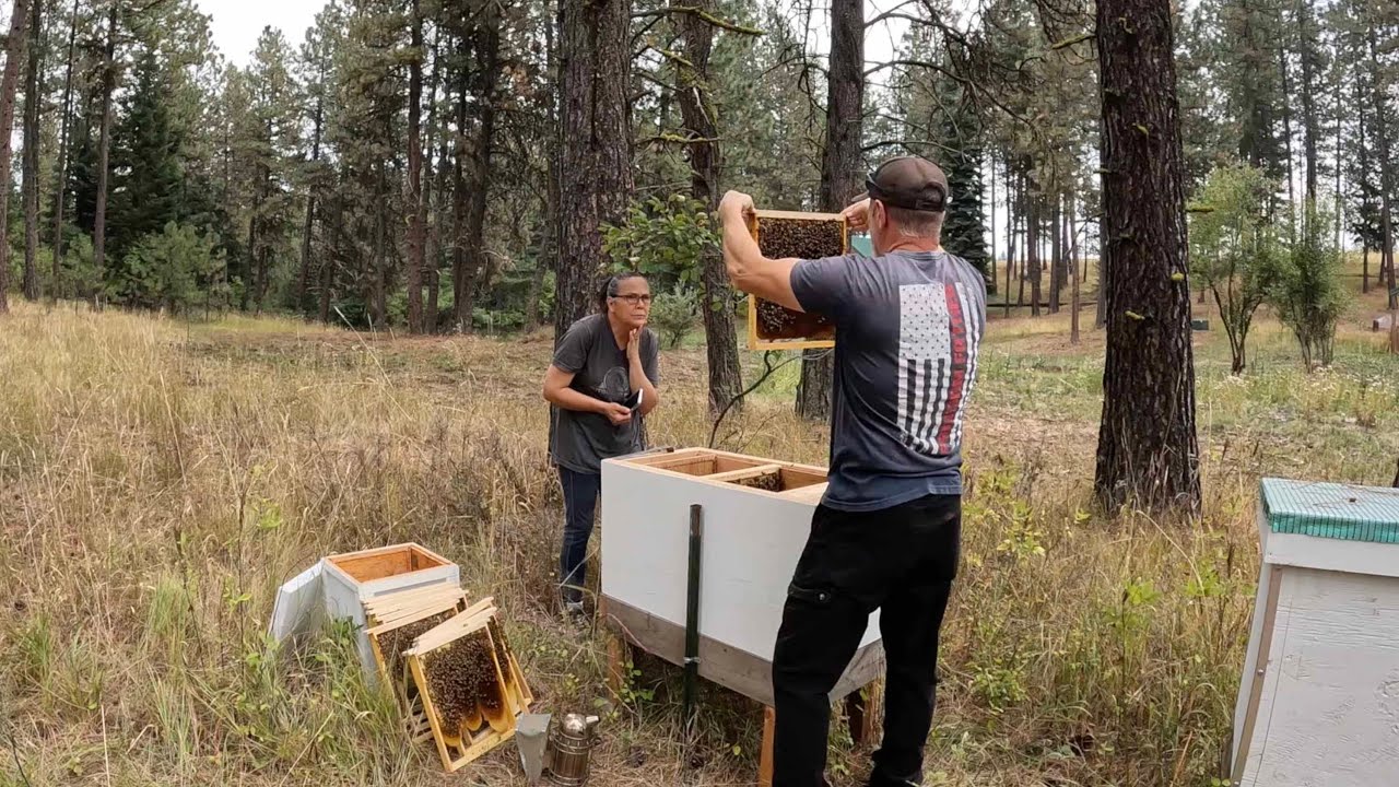 Honey Harvest Season in Oregon & Washington | Layens Beehive Honey