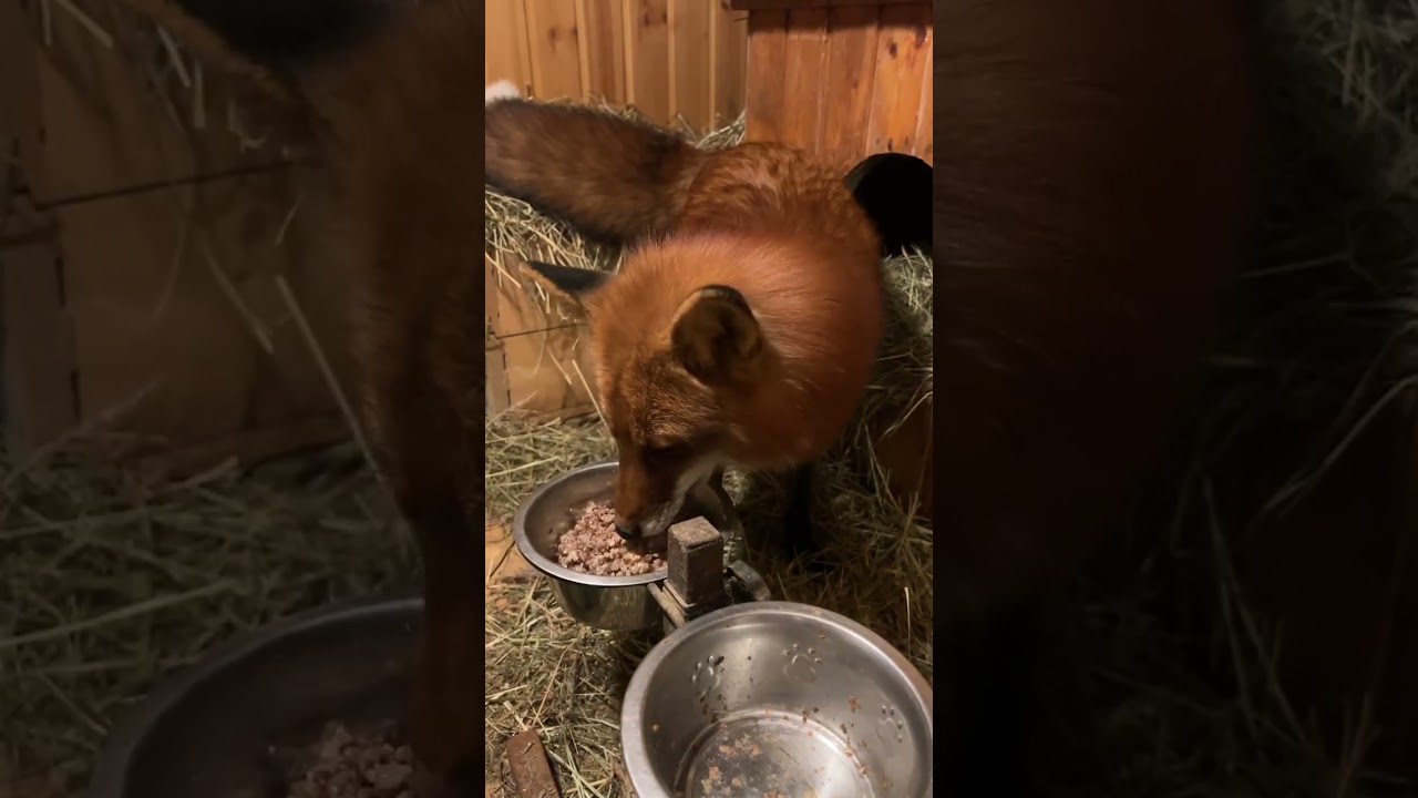 Алиса - лиса. Пришли с Честером общаться с Игнисом #лисяо #лиса #милота #fox