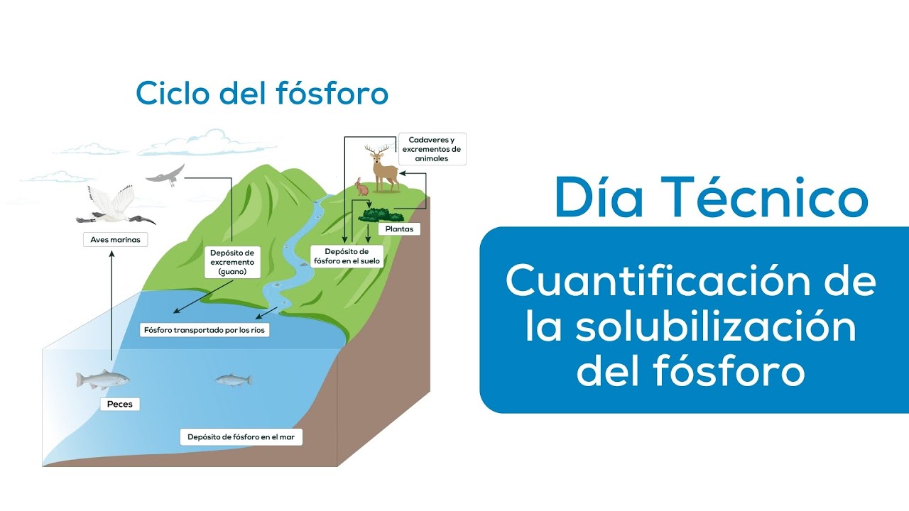 Cuantificación de la Solubilización del Fósforo