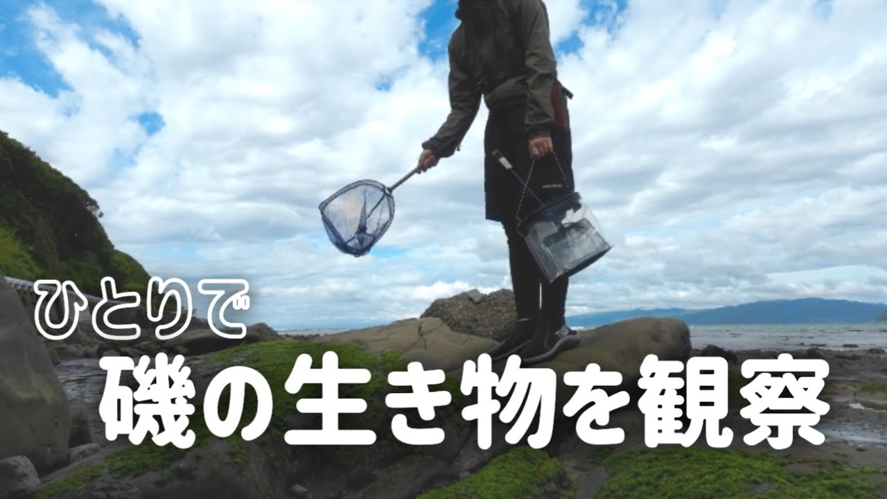 ひとりで磯の生き物を観察[磯vlog]海 磯遊び