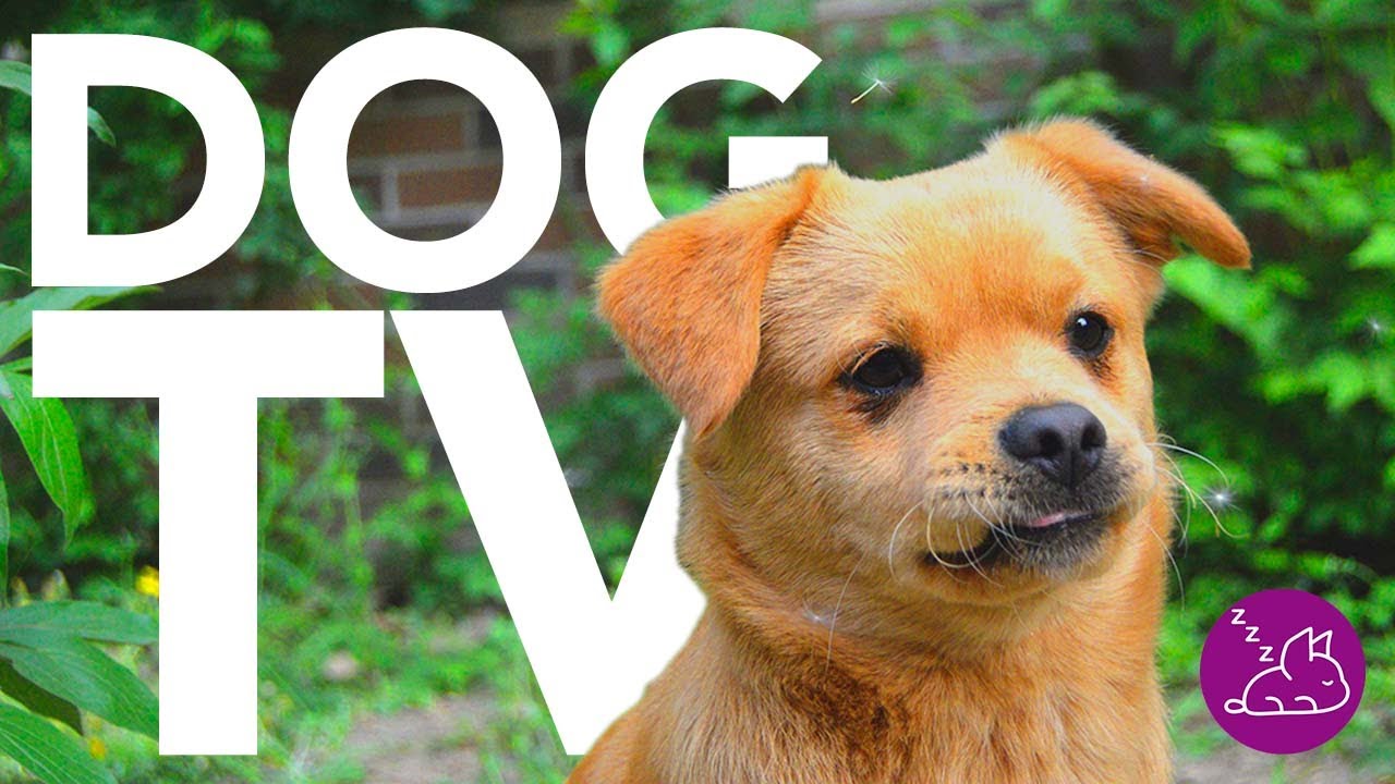 DOG TV -  Video to Entertain Your Dog All Day! (20 Hours)
