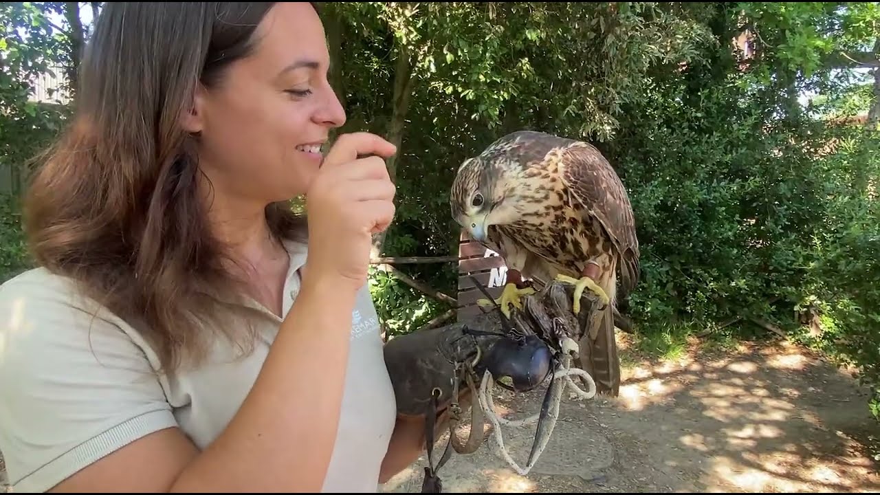 La storia del falco Giovanna: la rinascita a Oltremare Riccione