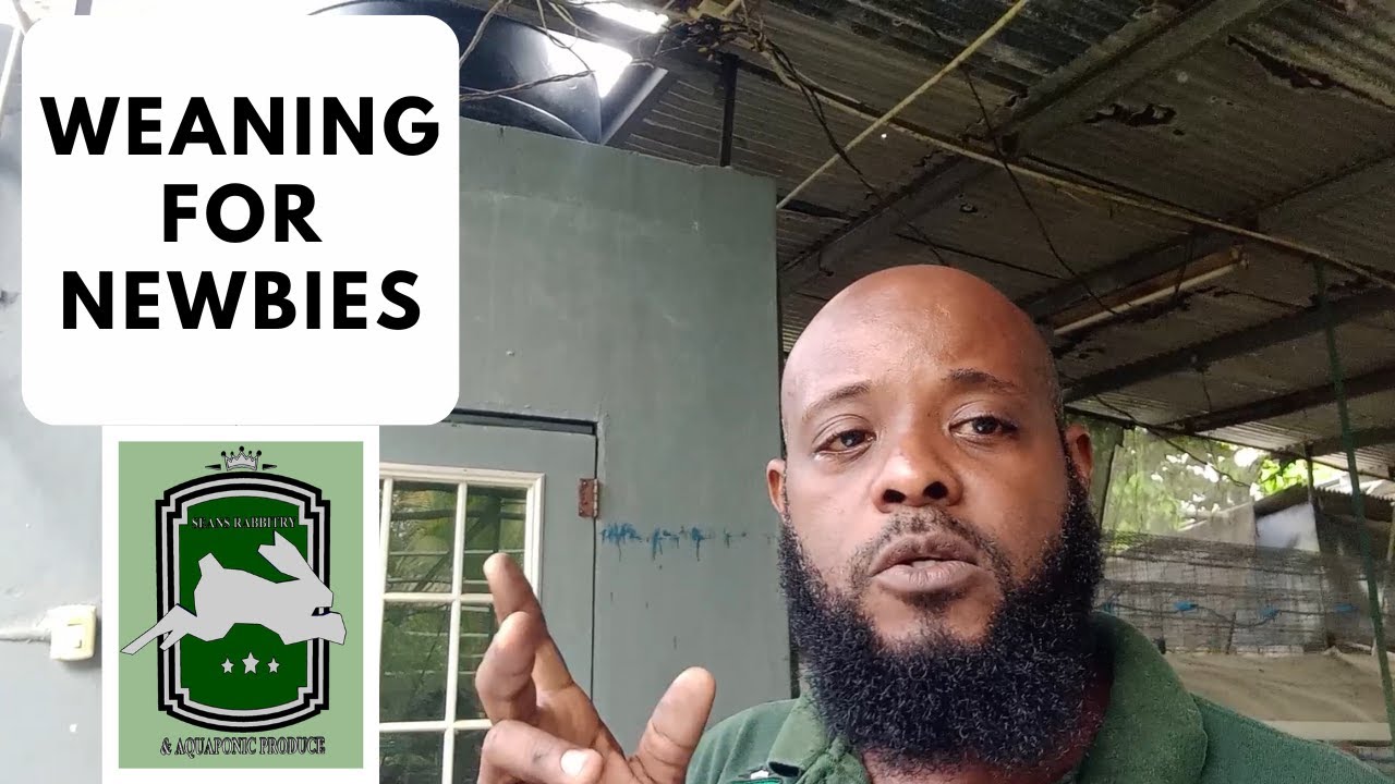 Trinidad Rabbit Farming - Weaning For Newbies