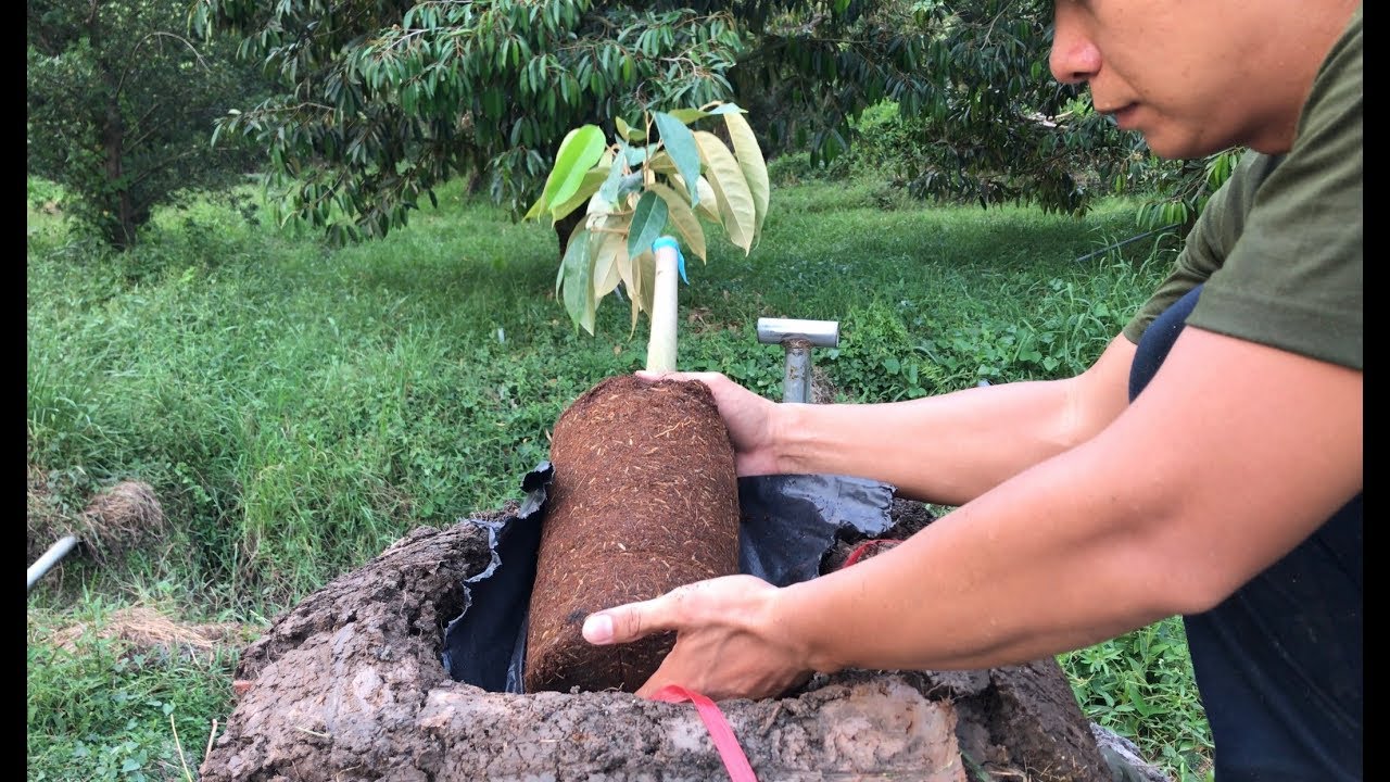 Kỹ Thuật Trồng Sầu Riêng Con & Những Điều Cần Lưu Ý ( Tập 2 ) | Thịnh Sầu Riêng