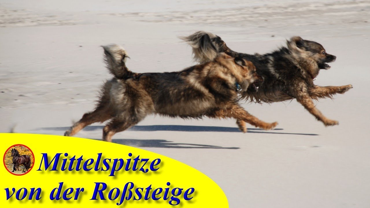 Mittelspitze von der Roßsteige - Gassi gehen - Spitze in Action - der tägliche Wahnsinn