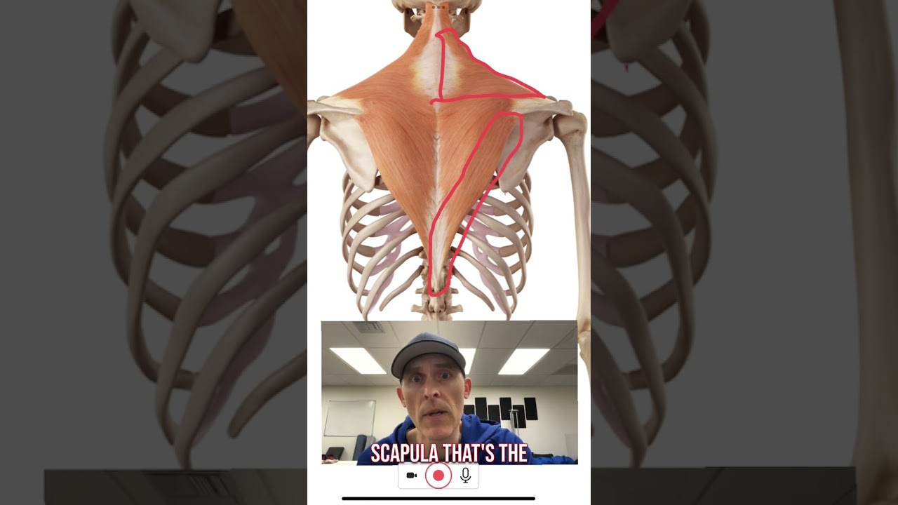 Mid Back Pain? Don’t forget this muscle. 