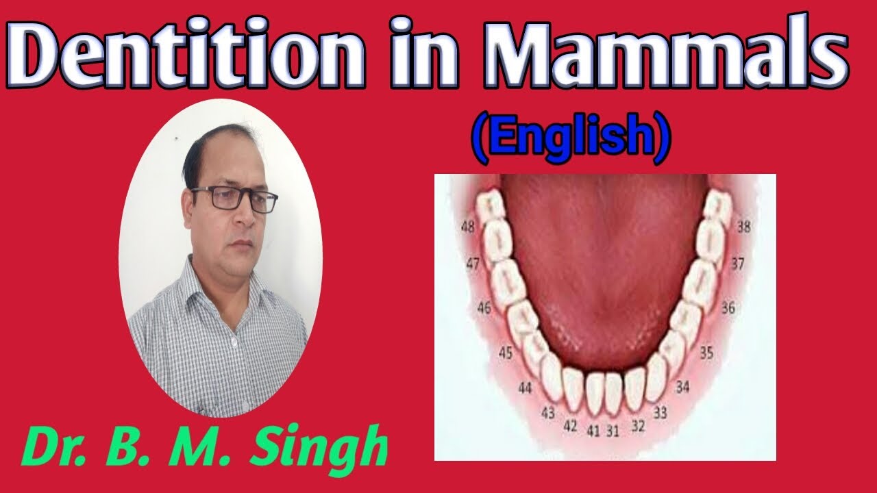 Dentition in Mammals (English)